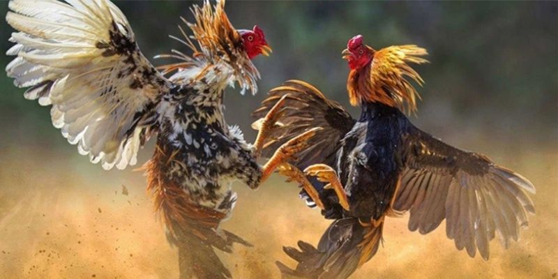 Cập nhật lịch đấu và tỷ lệ cược đá gà EV88